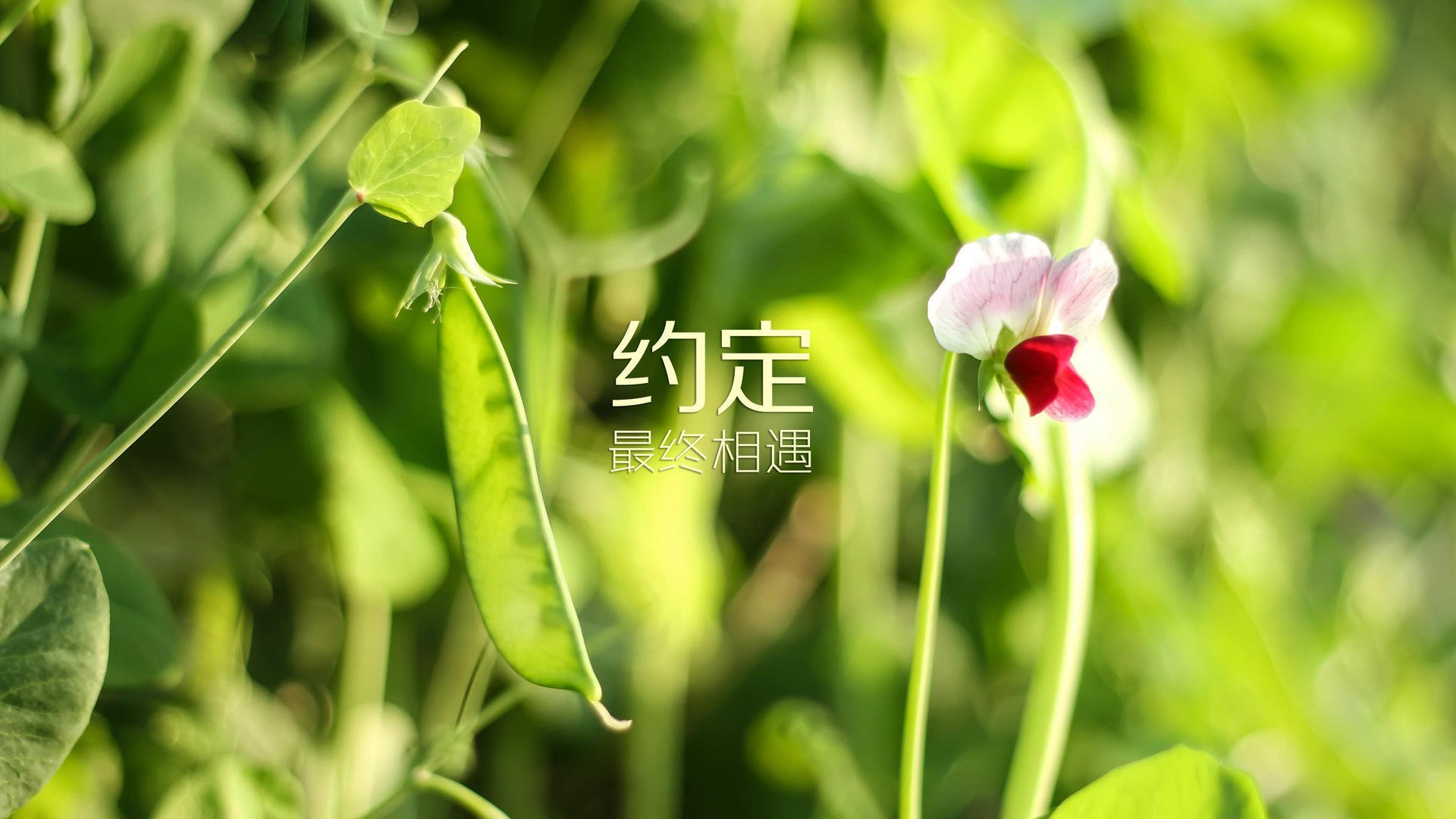 顶尖选手再战溯源赛：冠军角逐火药味十足